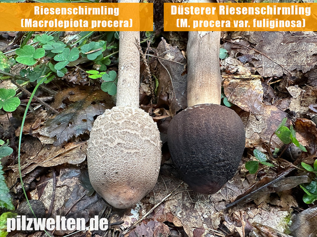 Rußbrauner Riesenschirmling, Düsterer Parasol, Macrolepiota procera var. fuliginosa