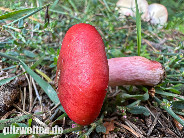 Blutroter Täubling, Bluttäubling, Russula sanguinaria