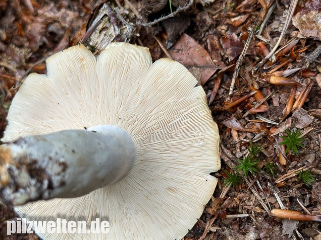 Pfeffermilchling, Lactifluus piperatus