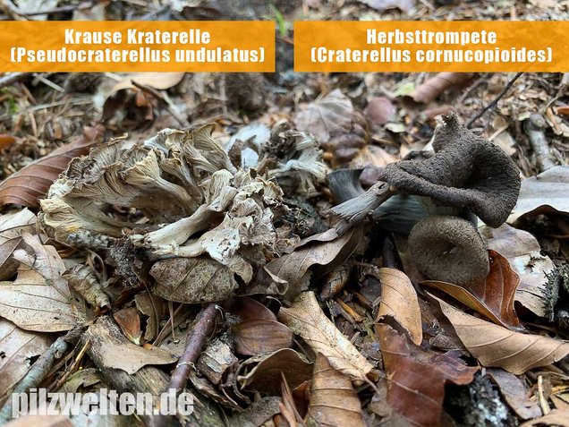 Krause Kraterelle, Craterellus undulatus