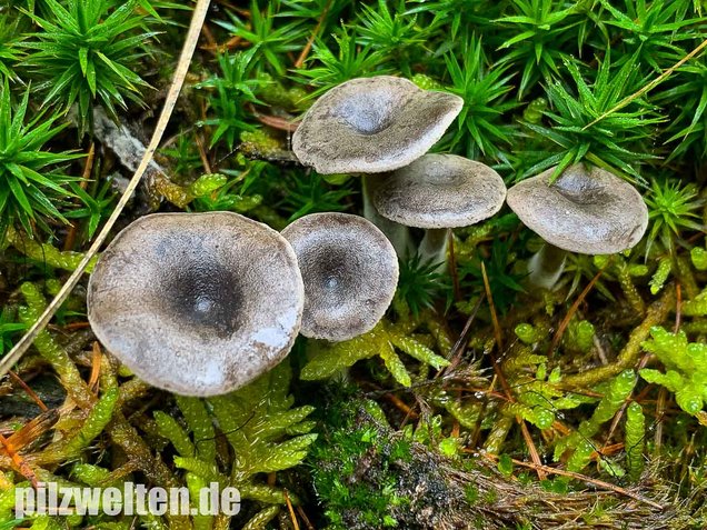 Grauer Mehltrichterling, Clitocybe ditopa