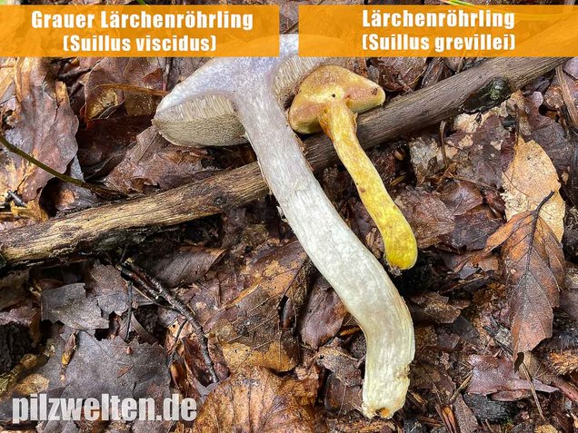 Grauer Lärchenröhrling, Suillus viscidus