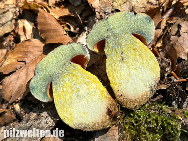 Blasshütiger Purpurröhrling, Rubroboletus rhodoxanthus