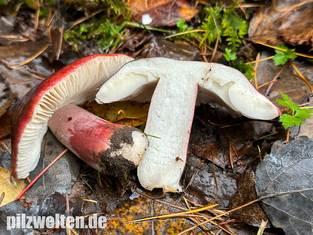 Dunkelroter Stachelbeertäubling, Russula fuscorubroides