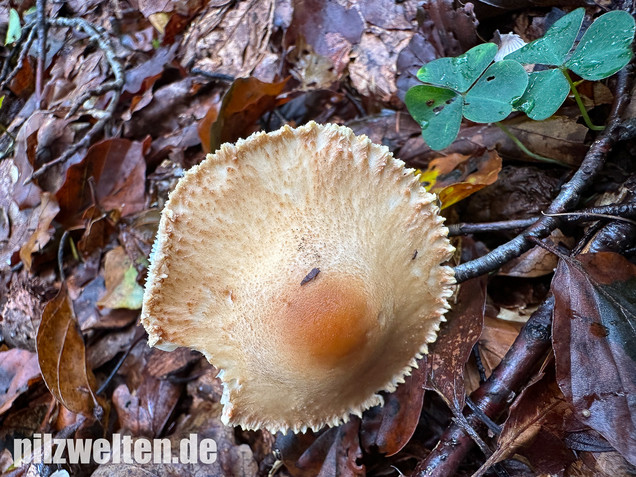 Gelbflockiger Wollstielschirmling, Lepiota magnispora