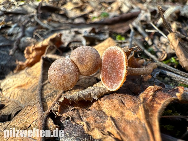 Flockiger Trompetenschnitzling, Tubaria conspersa