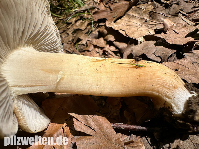 Graubeigeblättriger Risspilz, Sternsporiger Risspilz, Inocybe margaritispora