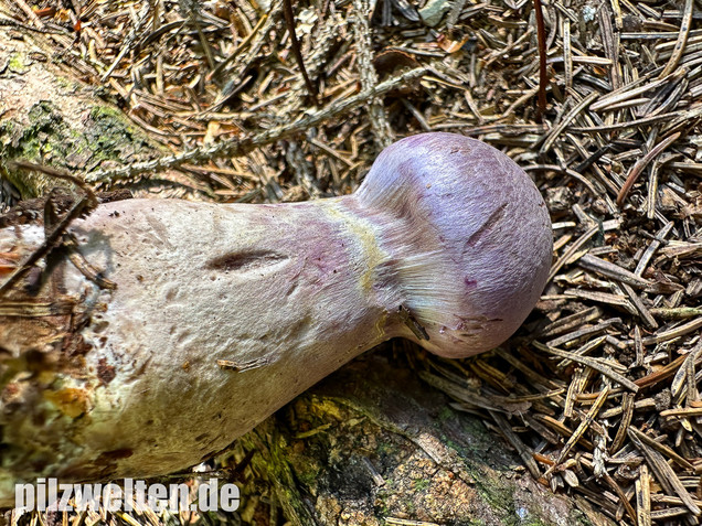 Lila-Dickfuß, Safranfleischiger Dickfuß,  Cortinarius traganus