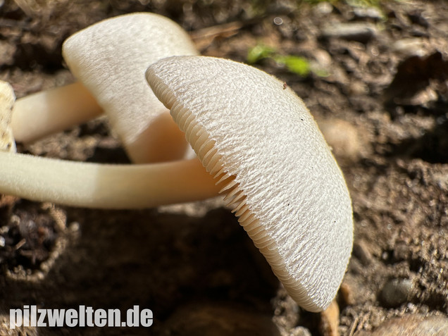 Mausgrauer Scheidling, Volvariella murinella