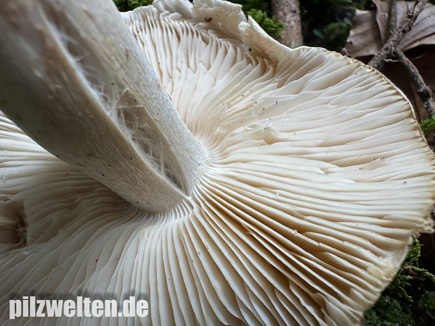 Seidiger Tigerritterling, Tricholoma filamentosum