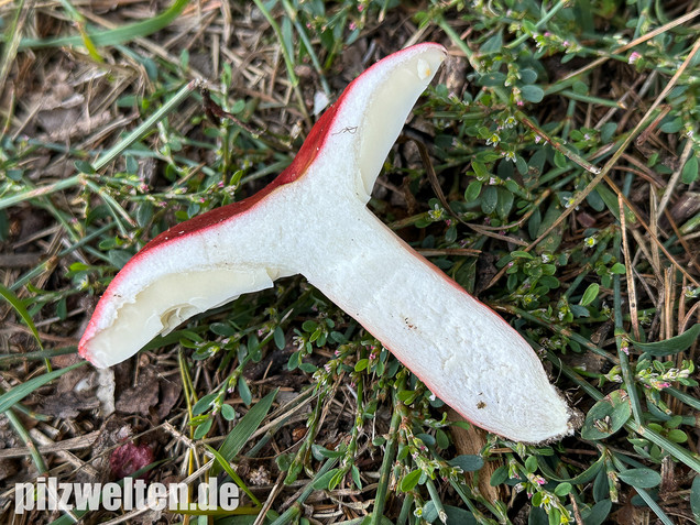 Blutroter Täubling, Bluttäubling, Russula sanguinaria