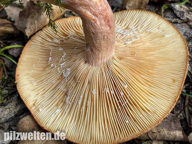 Rotbrauner Milchling, Lactarius rufus