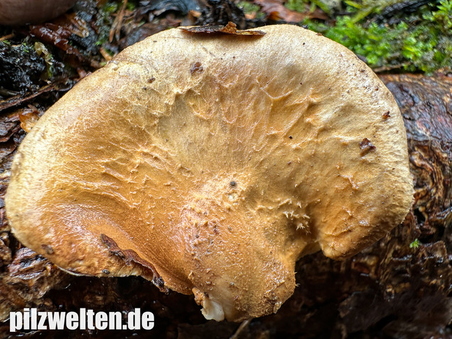 Muschelkrempling, Grubenschwamm, Tapinella panuoides