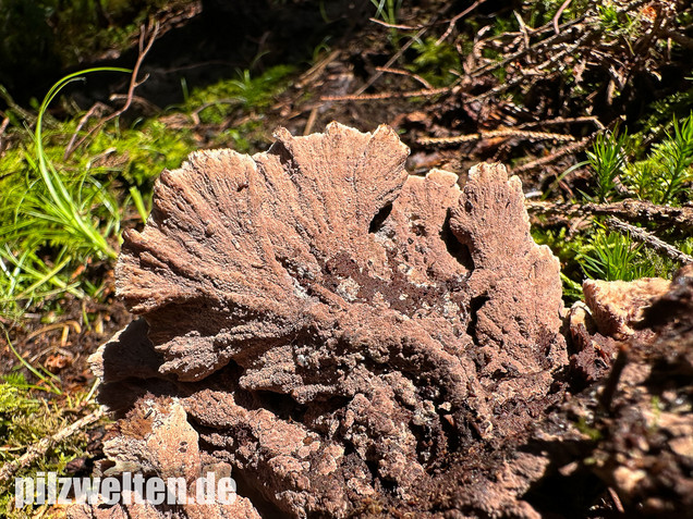 Gemeiner Erdwarzenpilz, Thelephora terrestris