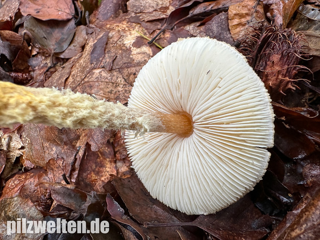 Gelbflockiger Wollstielschirmling, Lepiota magnispora