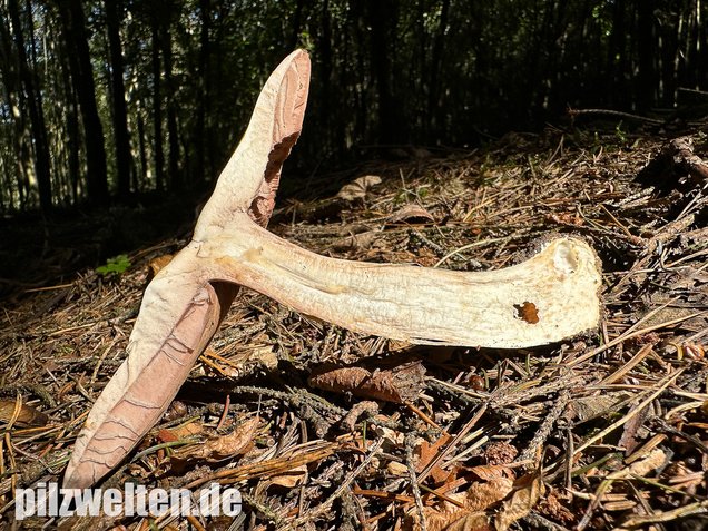 Riesenchampignon, Agaricus augustus