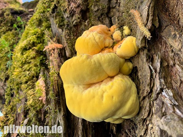 Schwefelporling, Huhn des Waldes, Laetiporus sulphureus