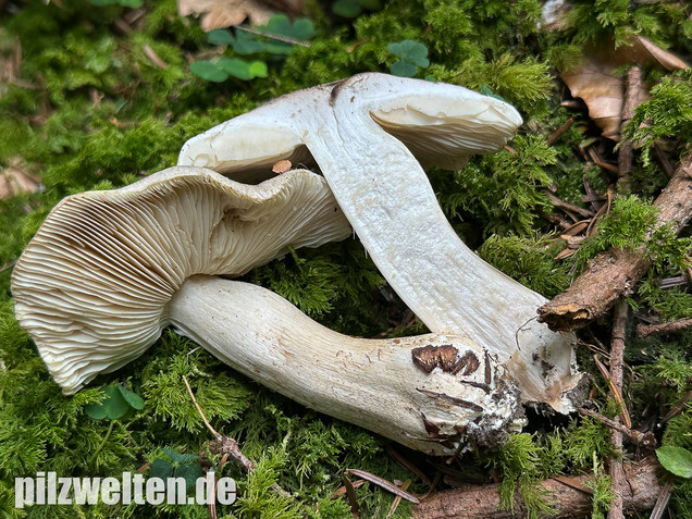 Seidiger Tigerritterling, Tricholoma filamentosum