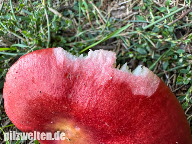 Blutroter Täubling, Bluttäubling, Russula sanguinaria