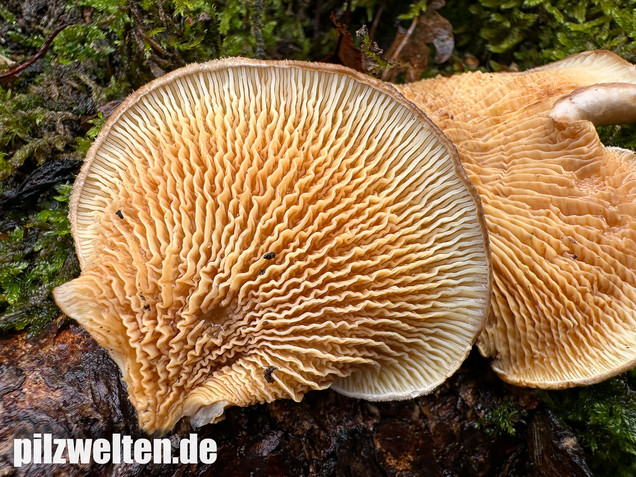 Muschelkrempling, Grubenschwamm, Tapinella panuoides