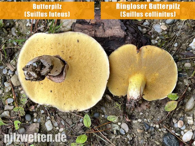 Ringloser Butterpilz, Suillus collinitus