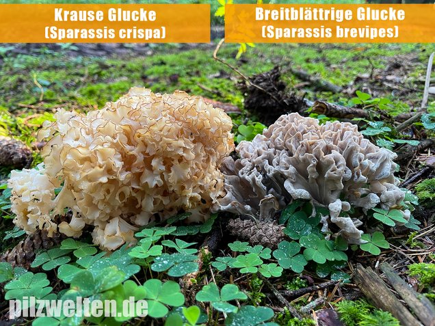 Krause Glucke, Sparassis crispa