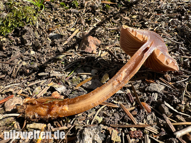 Schuppiger Dickfuß, Cortinarius pholideus