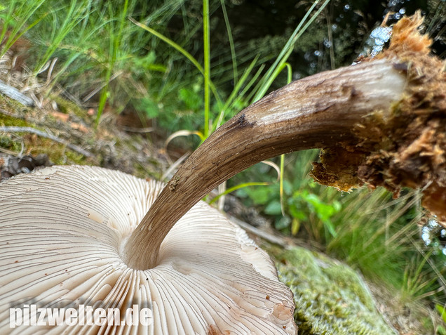 Schwarzschneidiger Dachpilz, Pluteus atromarginatus