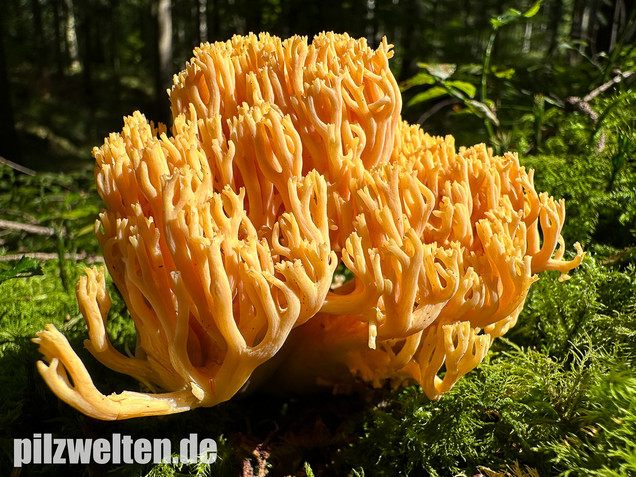 Gebirgskoralle, Largents Korallenpilz, Ramaria largentii