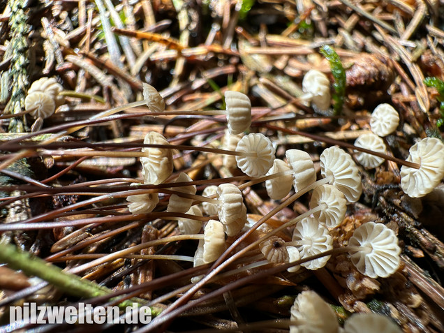 Nadelstreu-Käsepilzchen, Käsepilzchen, Marasmius wettsteinii