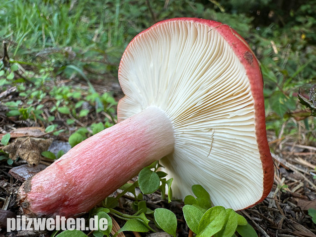 Blutroter Täubling, Bluttäubling, Russula sanguinaria