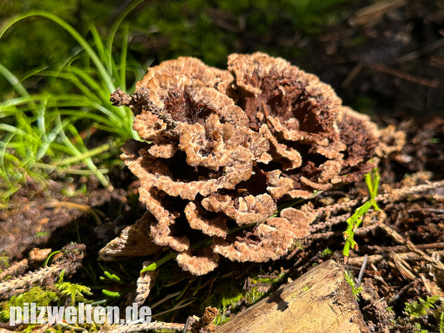 Gemeiner Erdwarzenpilz, Thelephora terrestris