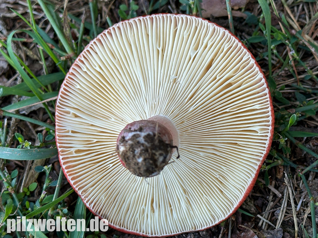 Blutroter Täubling, Bluttäubling, Russula sanguinaria