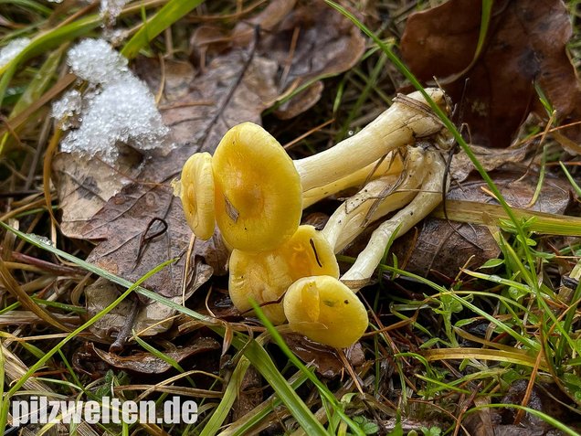 Gelber Lärchenschneckling, Hygrophorus lucorum