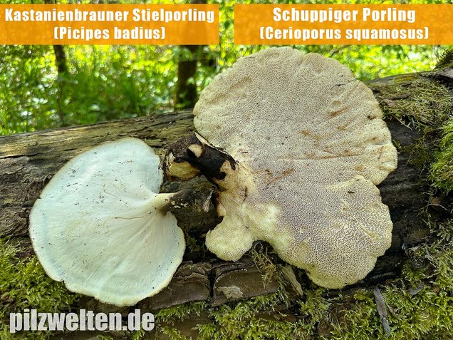 Schuppiger Porling, Cerioporus squamosus