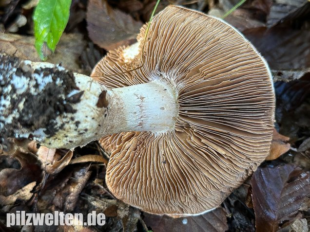 Schleiereule, Blaugestiefelter Schleimkopf, Cortinarius praestans