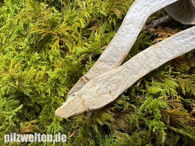 Olivgelber Schleimkopf, Cortinarius subtortus