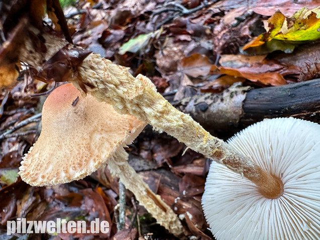 Gelbflockiger Wollstielschirmling, Lepiota magnispora