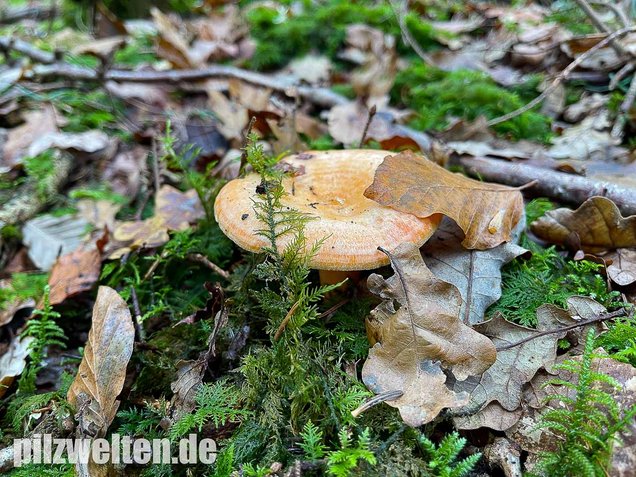 Lachsreizker, Lactarius salmonicolor