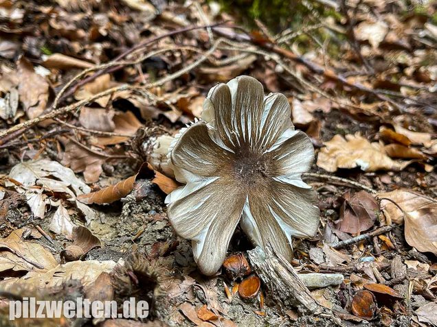 Breitblättriger Holzrübling, Megacollybia platyphylla