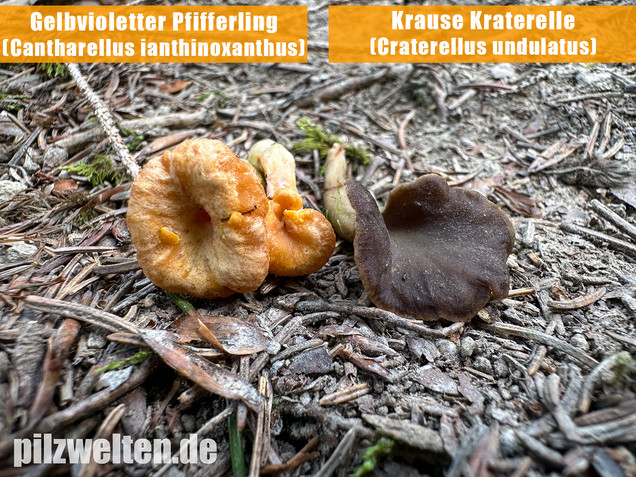 Gelbvioletter Pfifferling, Cantharellus ianthinoxanthus