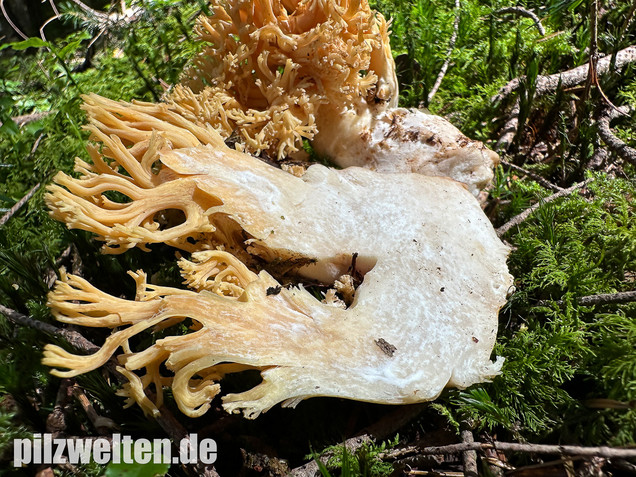 Gebirgskoralle, Largents Korallenpilz, Ramaria largentii