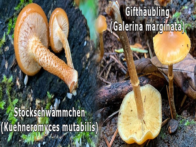 Gifthäubling, Nadelholzgifthäubling, Galerina marginata