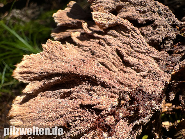 Gemeiner Erdwarzenpilz, Thelephora terrestris