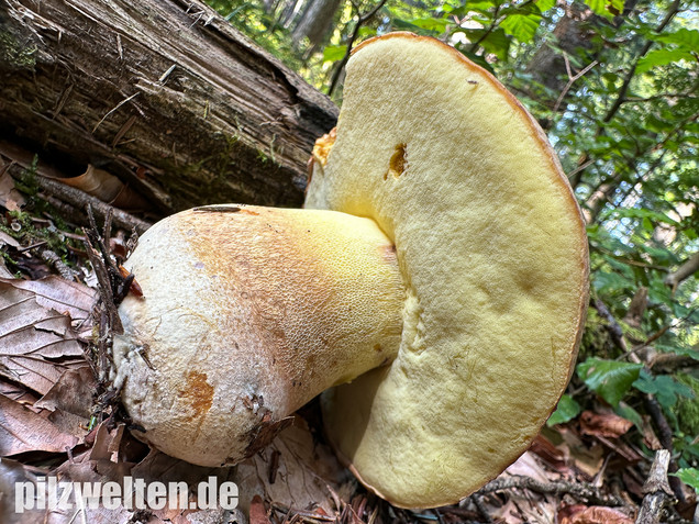 Nadelwald Anhängselröhrling, Gelber Steinpilz, Butyriboletus subappendiculatus