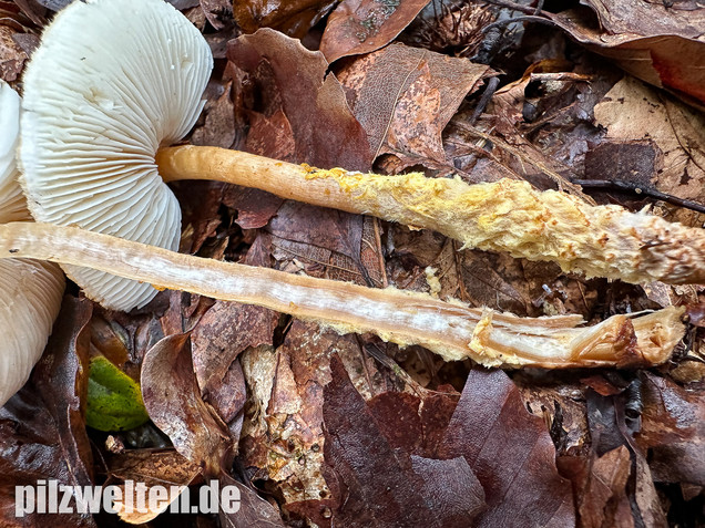 Gelbflockiger Wollstielschirmling, Lepiota magnispora