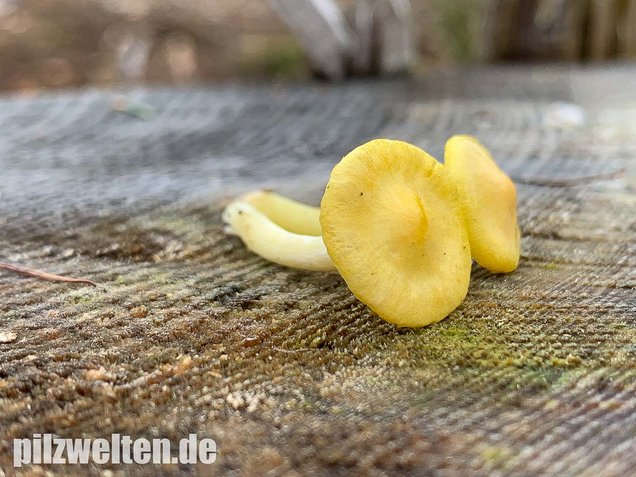 Gelber Lärchenschneckling, Hygrophorus lucorum