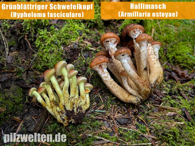 Grünblättriger Schwefelkopf, Hypholoma fasciculare