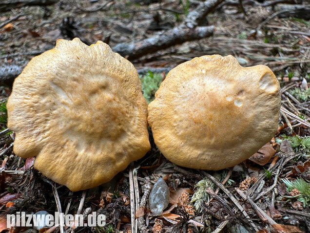 Bereifter Pfifferling, Blasser Nadelwaldpfifferling, Cantharellus subpruinosus