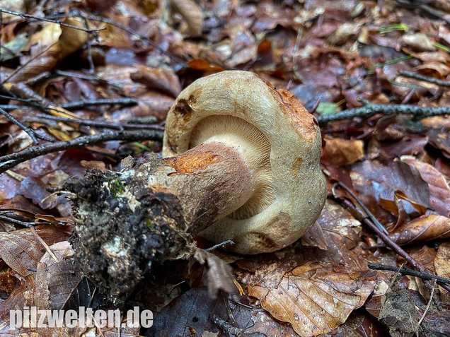 Großer Krempling, Paxillus validus